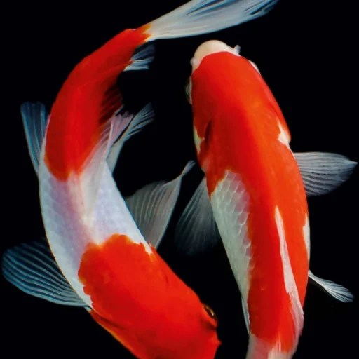 The Koi Pond